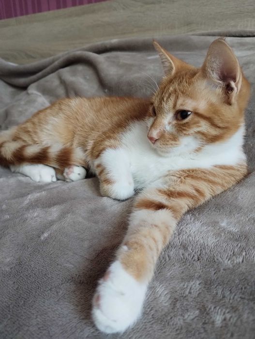 Подарявам женско коте