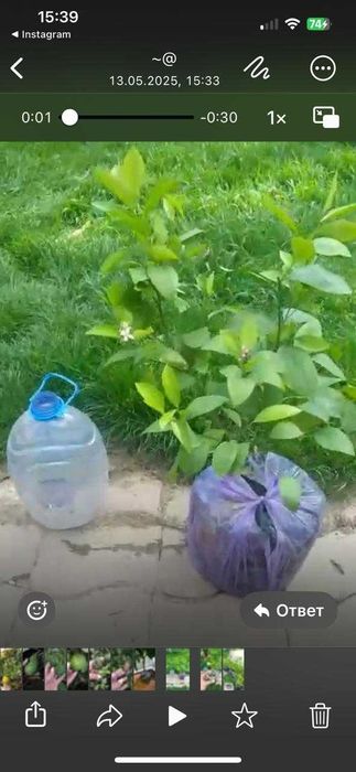 Лимон с плодами плюс подарок