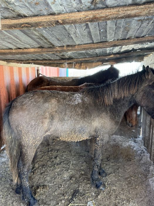 Продается тай, кунан