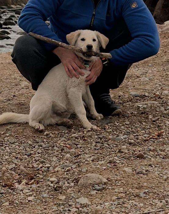 Отдам отличного пса