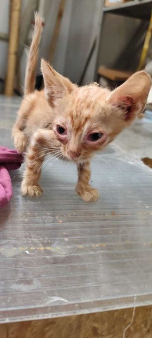 Adoptie pui de pisoca gri, roscat, tortoishell