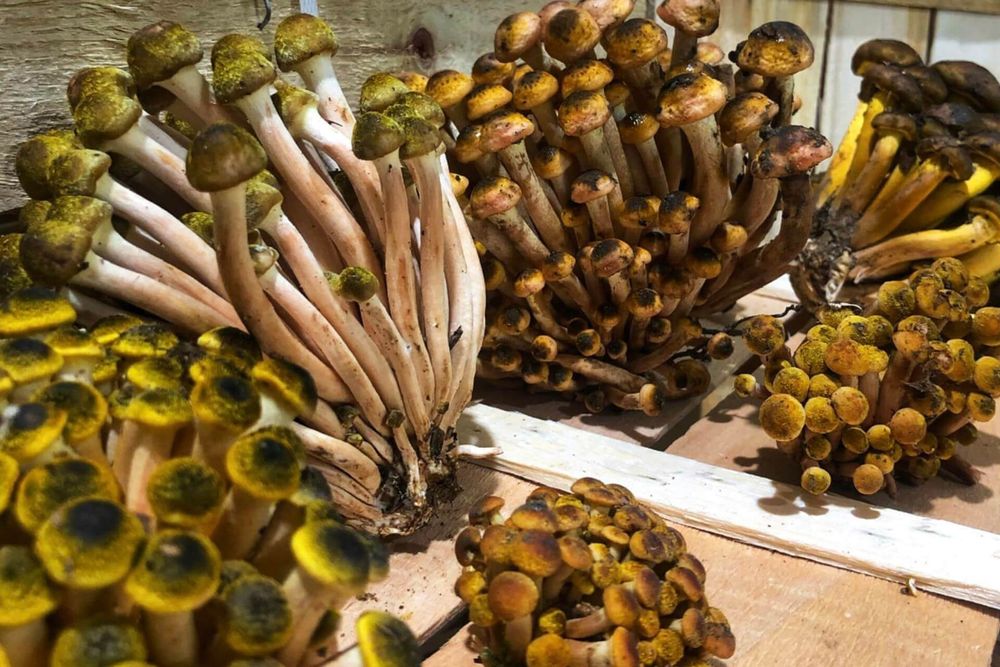 Vand ghebe proaspete.de padure