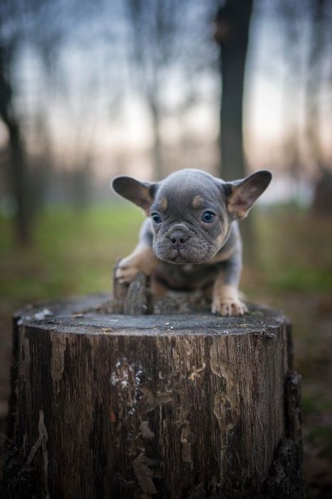 Френски булдог момче и момиче