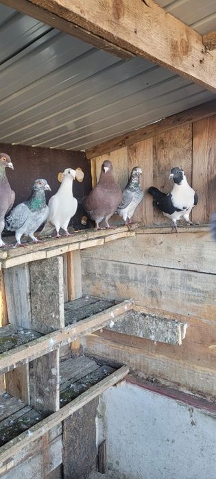 Porumbei vind sau schimb