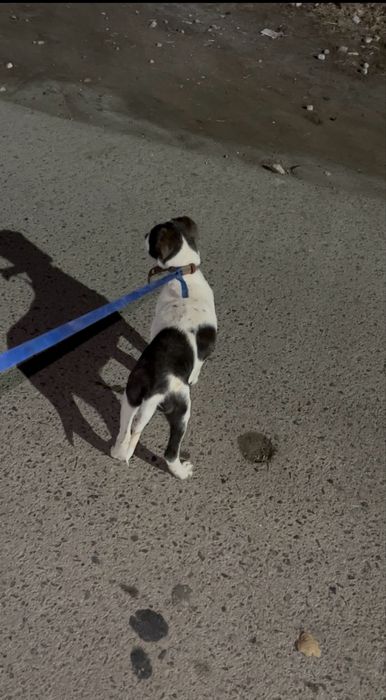 Питбуль прадоёться