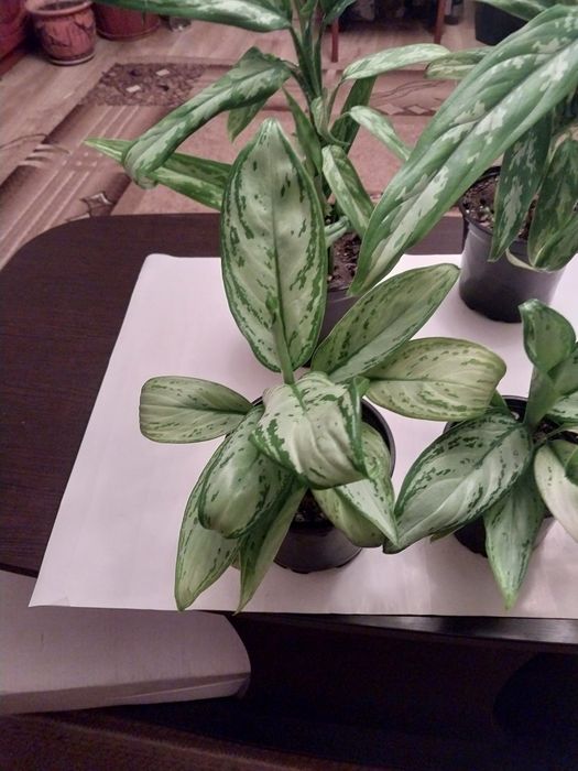 Продам комнатные цветы Аглоанема.