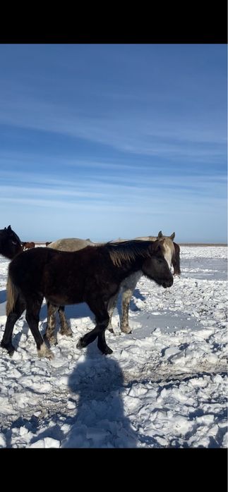 Жеребята тяжики