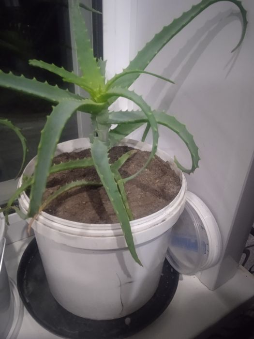 Продам лечебную алоэ