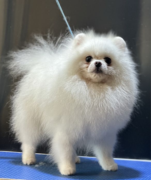 Померанский шпиц