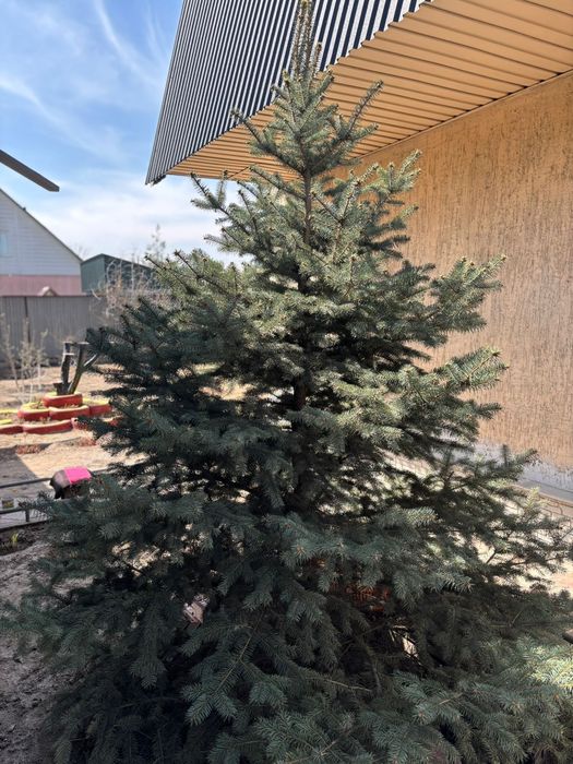Продаю Ёлку высотой 2м