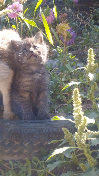 Отдам котят в хорошие руки