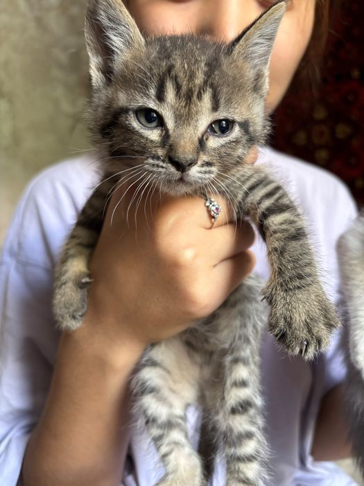 отдам котят домашние