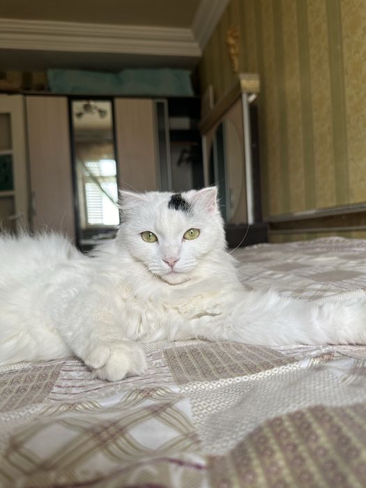 Кошка в добрые руки