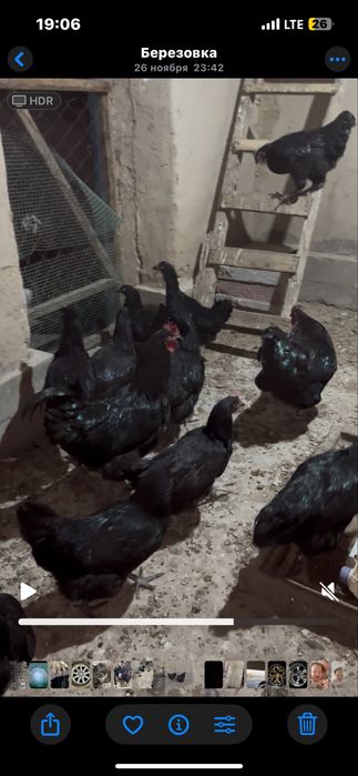 Гигант диржиски тауык