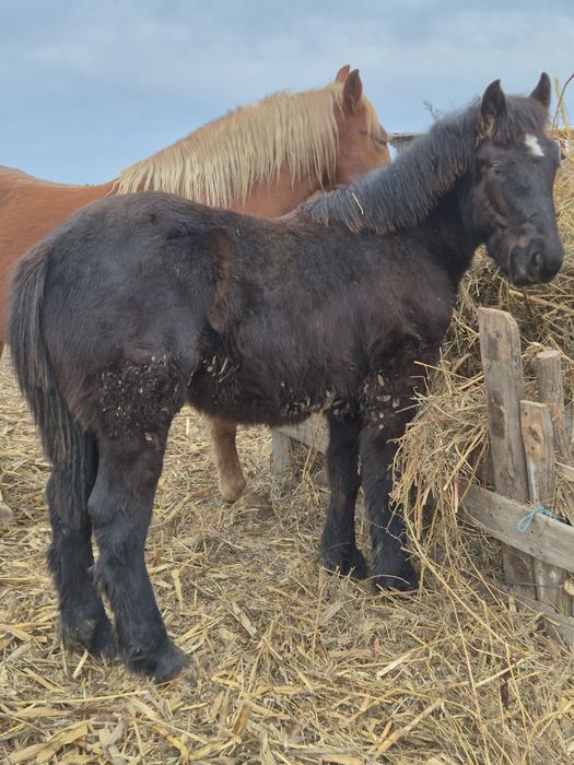 De vanzare manz 7 luni