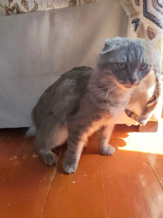 Нашли  вислоухого кота