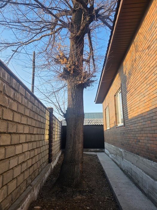 Продам дуб самовывоз