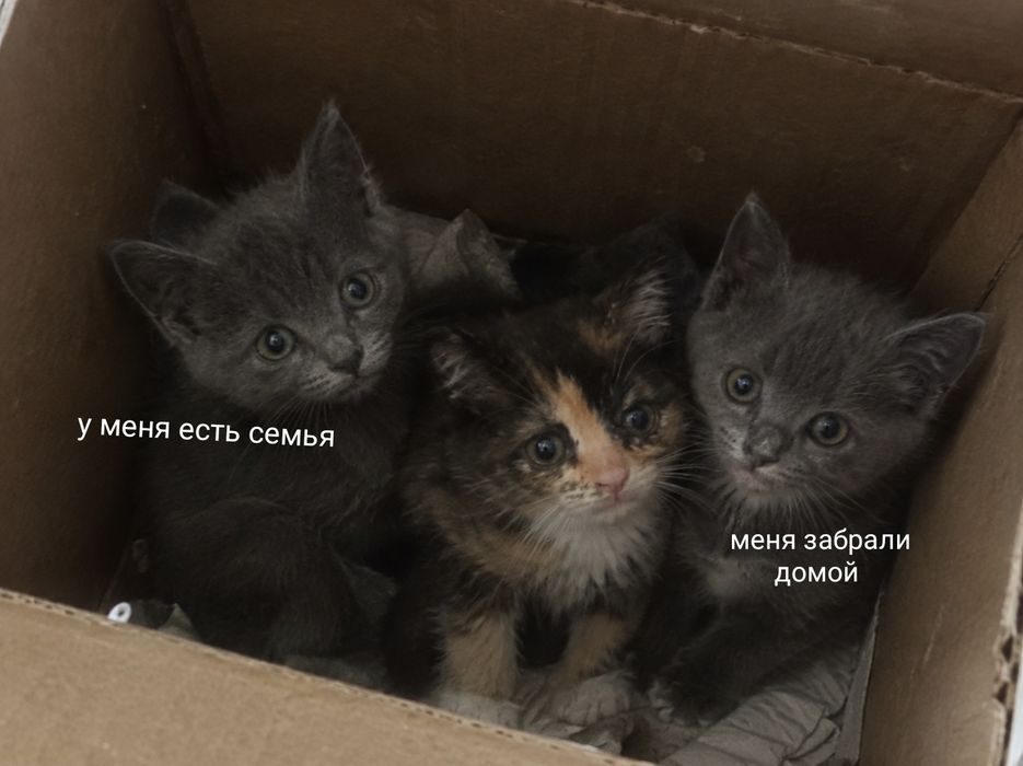 Котёнок ищет семью