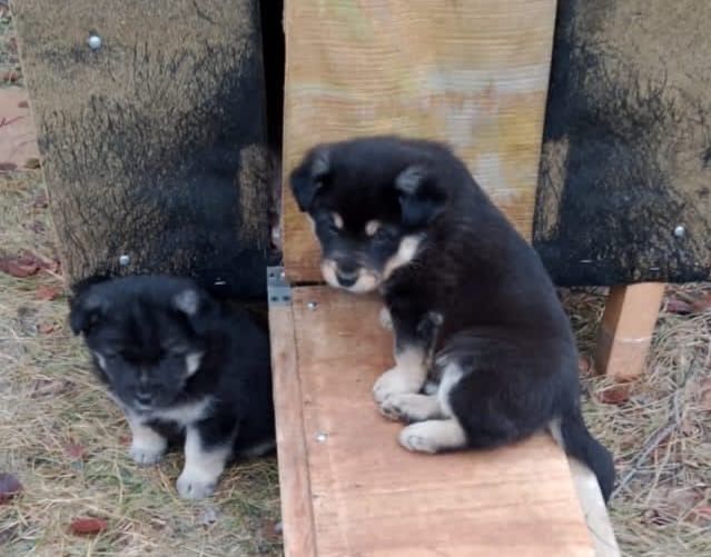 Щенки 2 месяца в добрые руки!