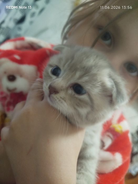 Продается породистые котята
