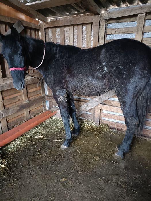 Mânz castrat corcitură de trapas