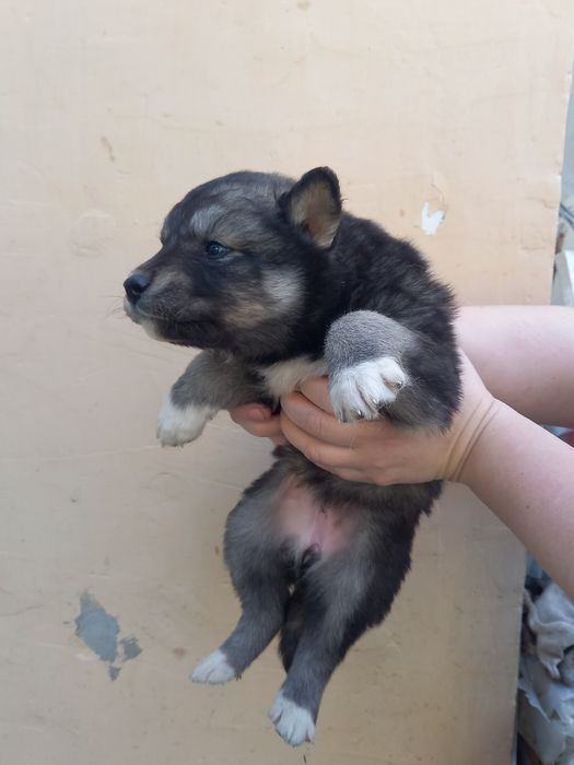 Щенки в добрые руки