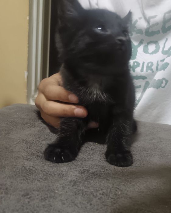 Котята бесплатно