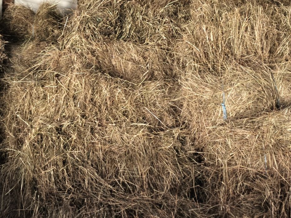 Vând 50 de baloți de fân