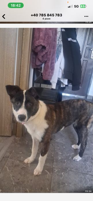 Catelusa spre adoptie