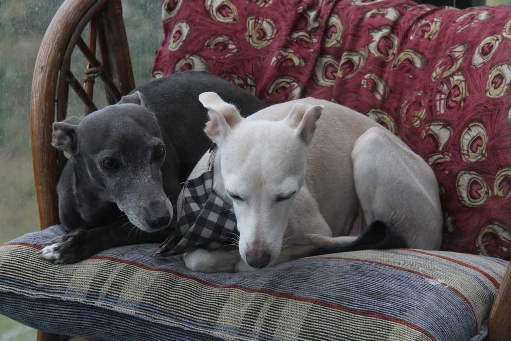 Малка италианска хрътка. Левретка