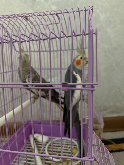 Попугай меняю или продаю