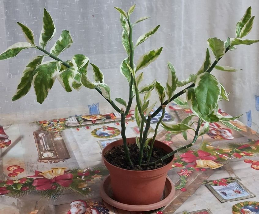 Продам педилантус