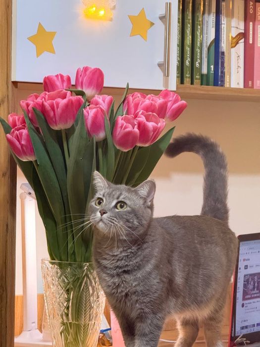 Британка Лиза девочка