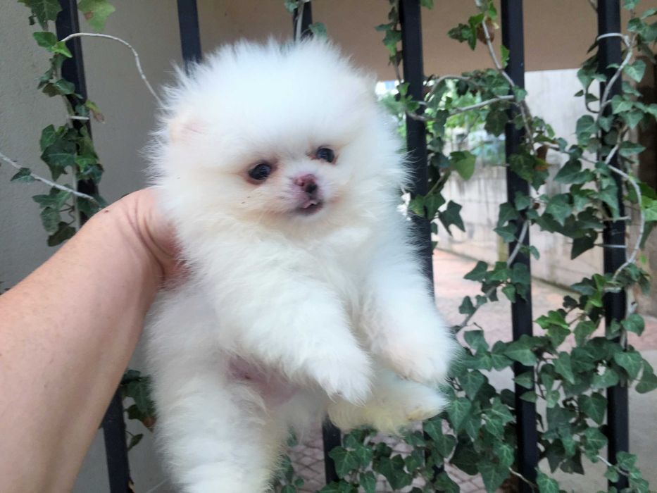 Померан мини Померанчета