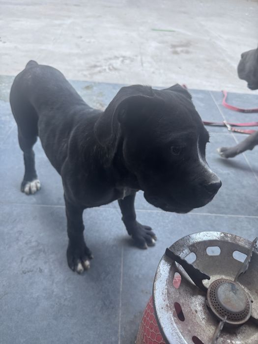 Срочно продаются Кане корсо