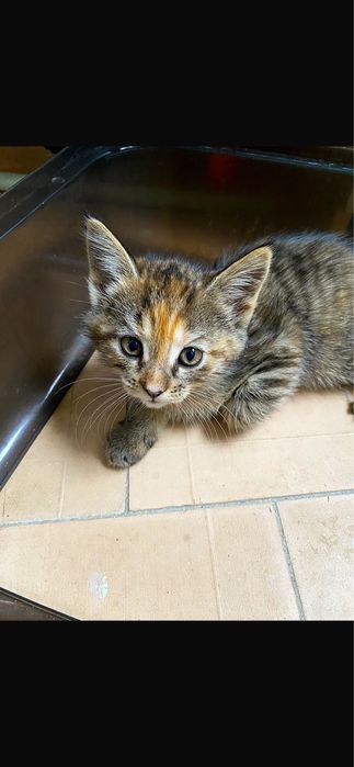 Отдам котенка помесь мейн кун с обычным