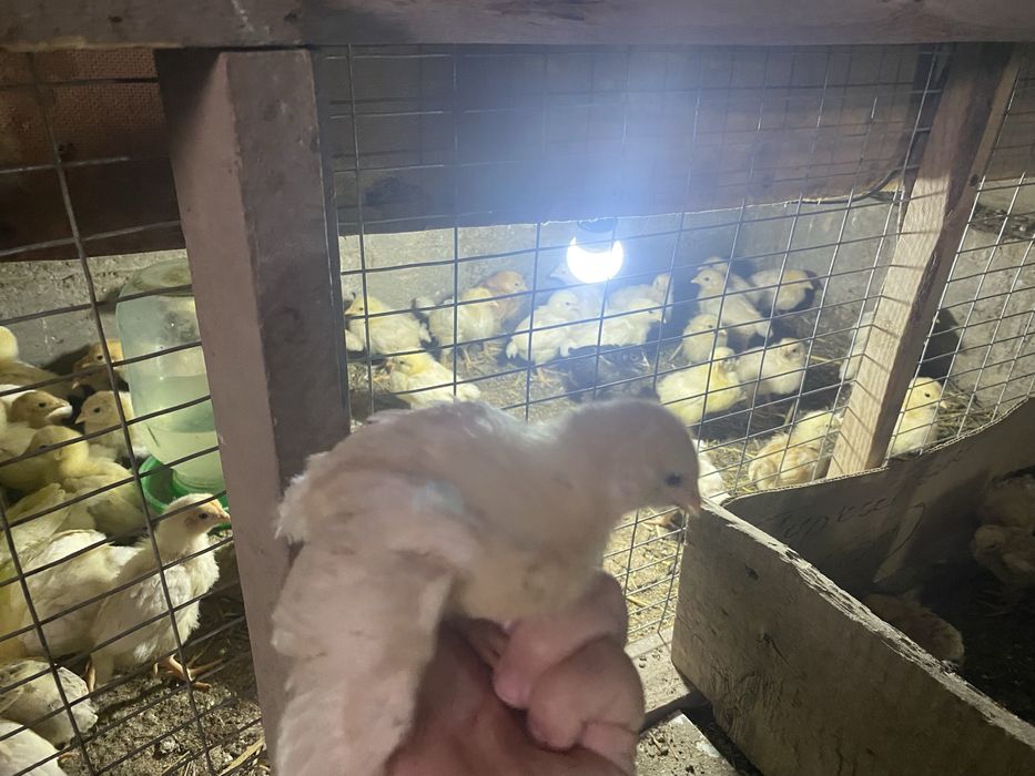 Балапан Ломан браун, бройлер