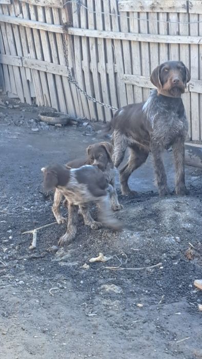 Щенки дойч дратхаар