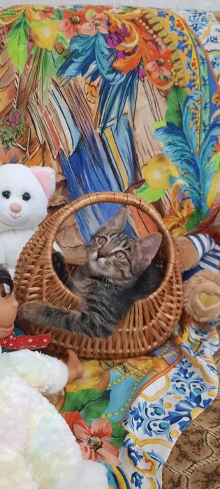 Отдаём в добрые руки домашних котят. Мальчики и девочка.