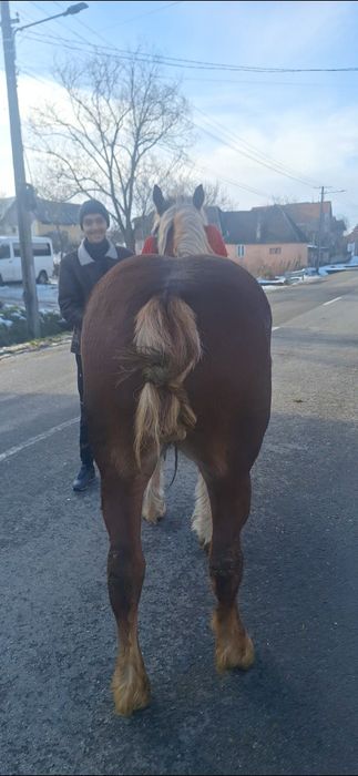 vînd mnza de un an si 2 luni