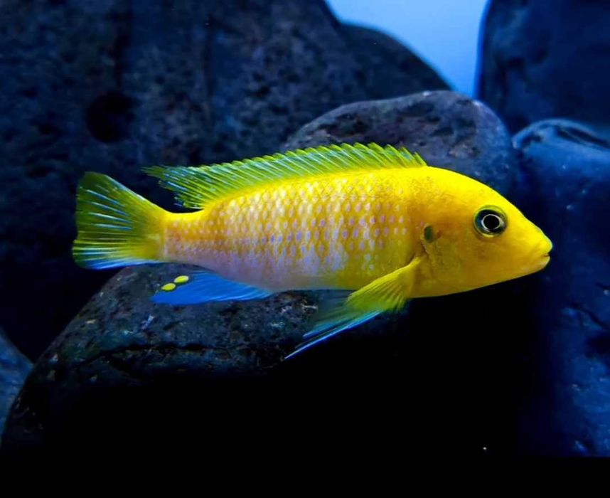 Псевдотрофеус  Аврора