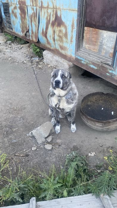 Отдам алабая бесплатно