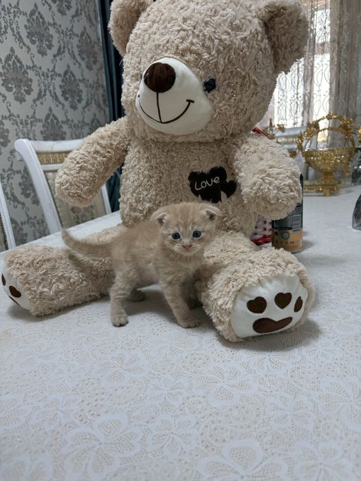 Породистые котят продается недорого