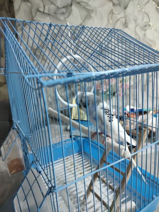 Продам Попугая волнистый