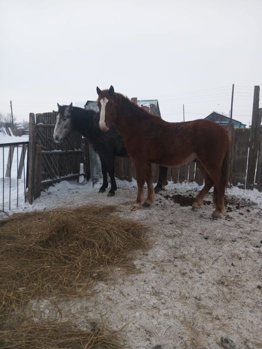 Продам полутяжных жеребцов.