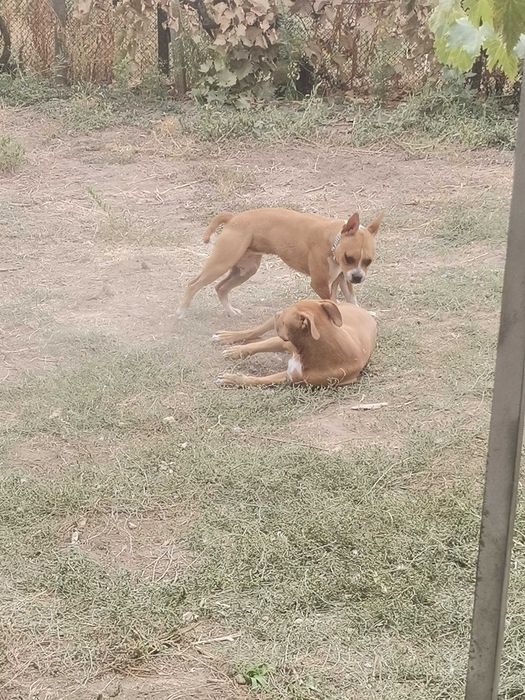 Подарявам куче момиче на 12 месеца