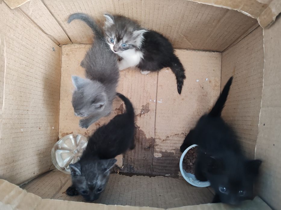 Котята в хорошие заботливые руки