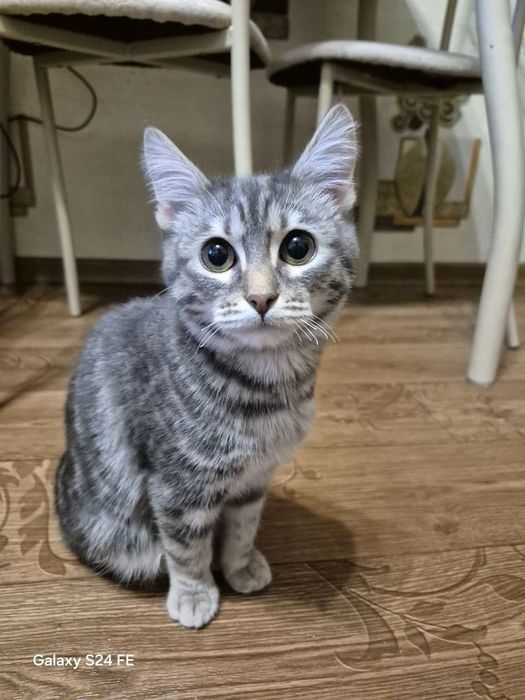 Отдам котенка мальчика