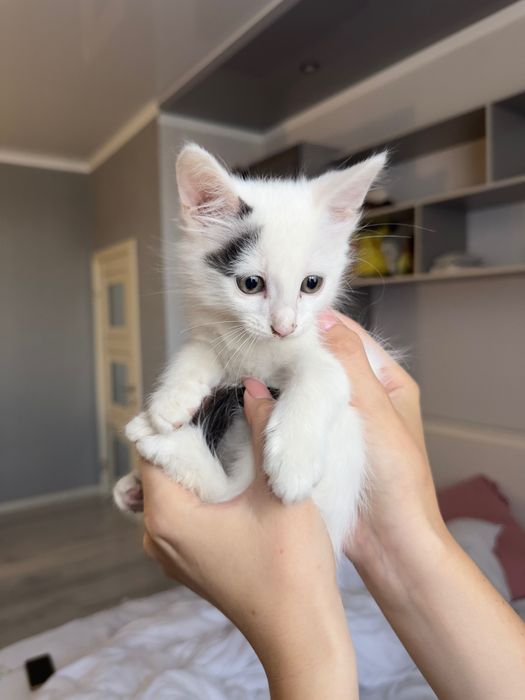 Отдадим котят в добрые руки