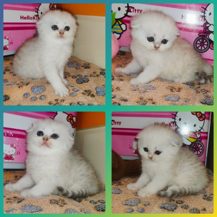 Продается Скоттиш фолд ДЕВОЧКА